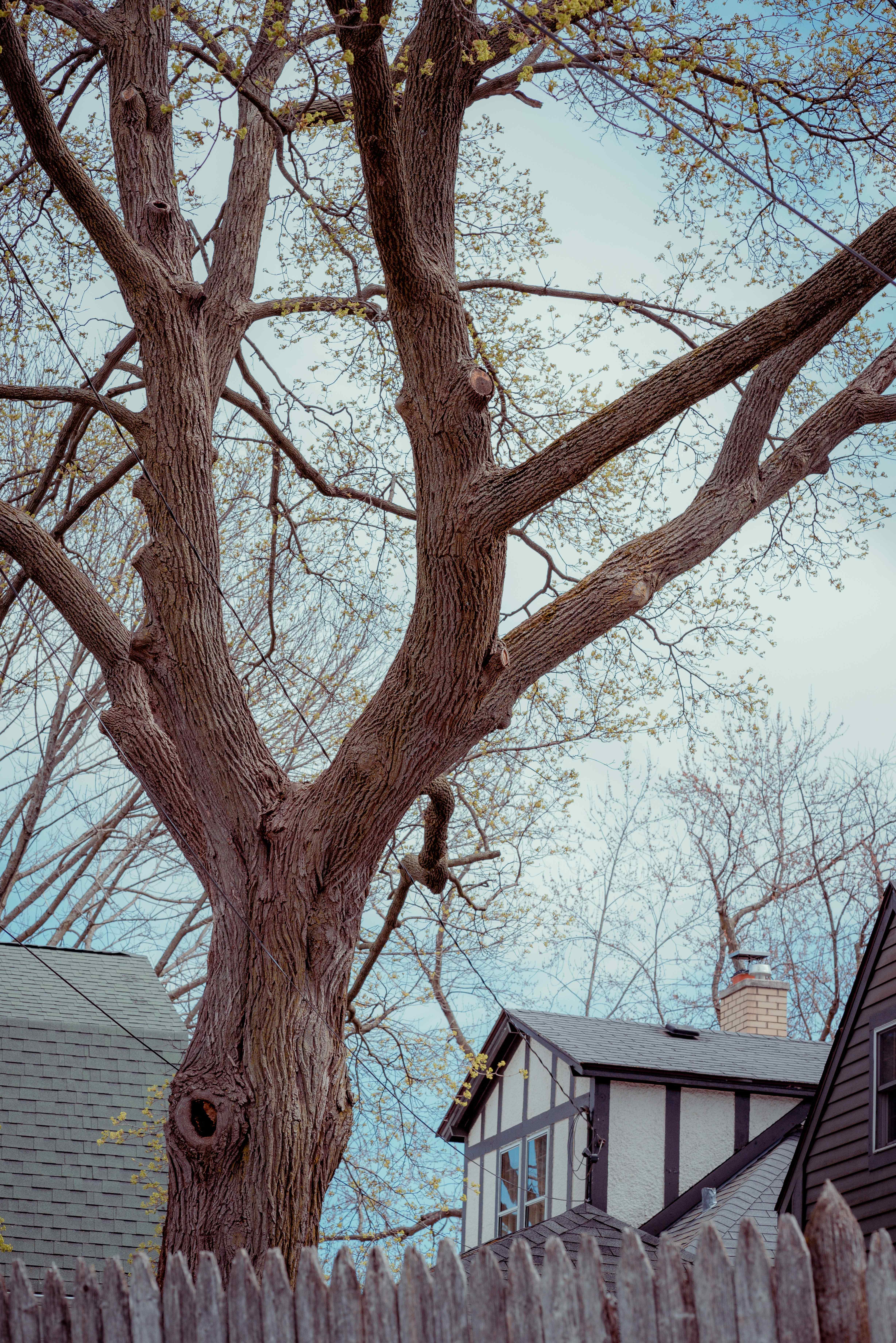 Tree Services